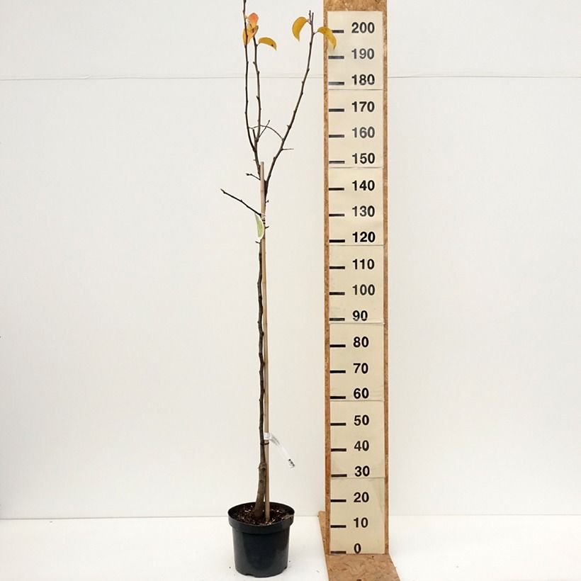 Ejemplar de Nashi - Pyrus pyrifolia Maceta 7,5L/10L, Medio tallo entregado en otoño