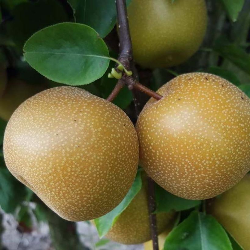 Nashi Nijisseiki (Cosecha)