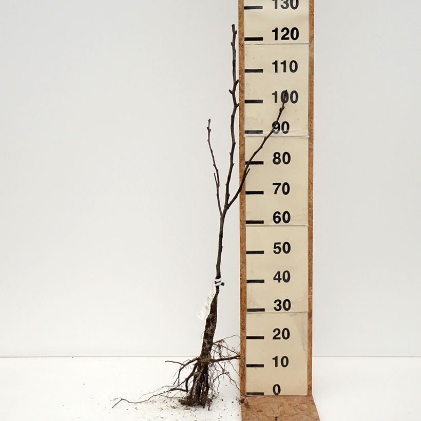 Nashi Shinseiki Bio Raíces desnudas, Vástago Ejemplar entregado en invierno