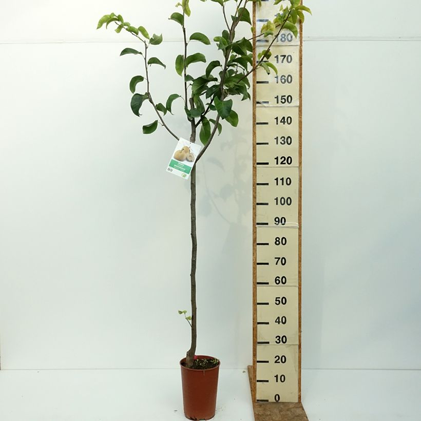 Ejemplar de Nashi Shinseiki Maceta 7,5L/10L, Medio tallo entregado en verano