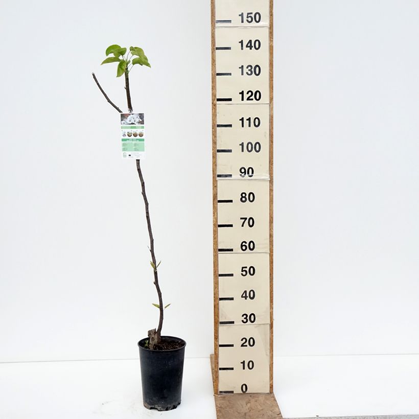 Nashi Shinseiki Maceta 7,5L/10L, Medio tallo Ejemplar entregado en la primavera