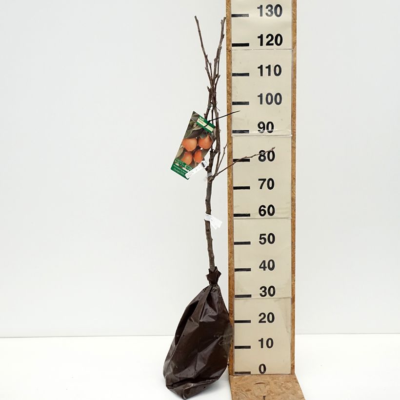 Ejemplar de Nashi Shinsui Cepellón "listo para plantar", Copa entregado en otoño