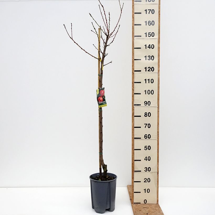 Ejemplar de Nectarina Fantasia Maceta 7,5L/10L, Medio tallo entregado en otoño