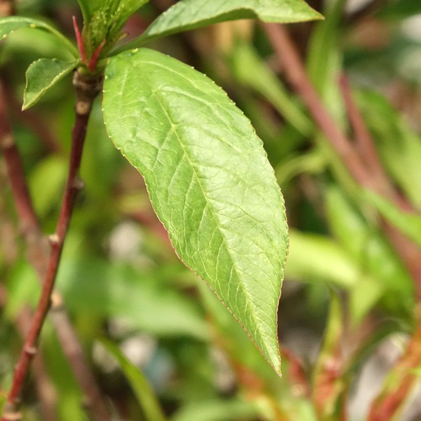 Nectarina Morton (Follaje)