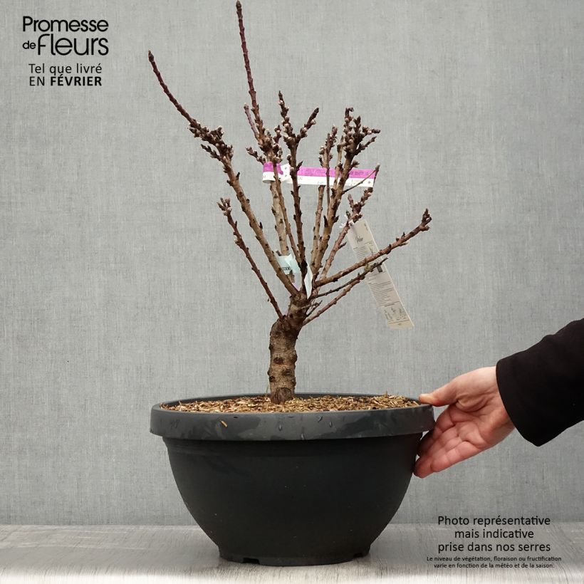 Nectarina enana Garden Beauty Maceta 6L/7L, Enano Ejemplar entregado en invierno