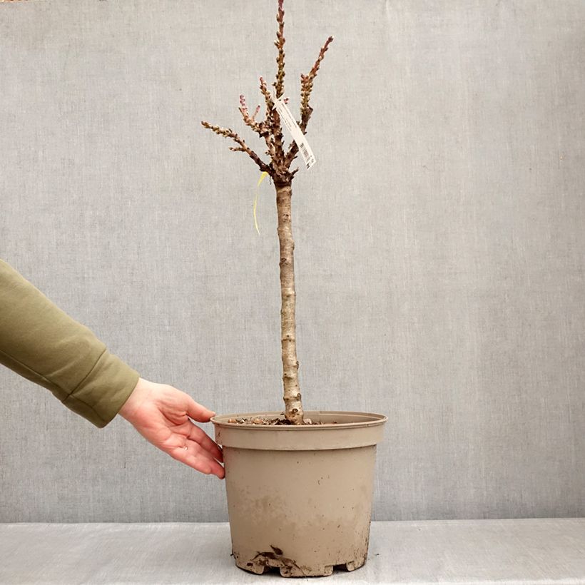 Nectarina enana Nectarella Maceta 7,5L/10L, 1/4 tallo Ejemplar entregado en invierno