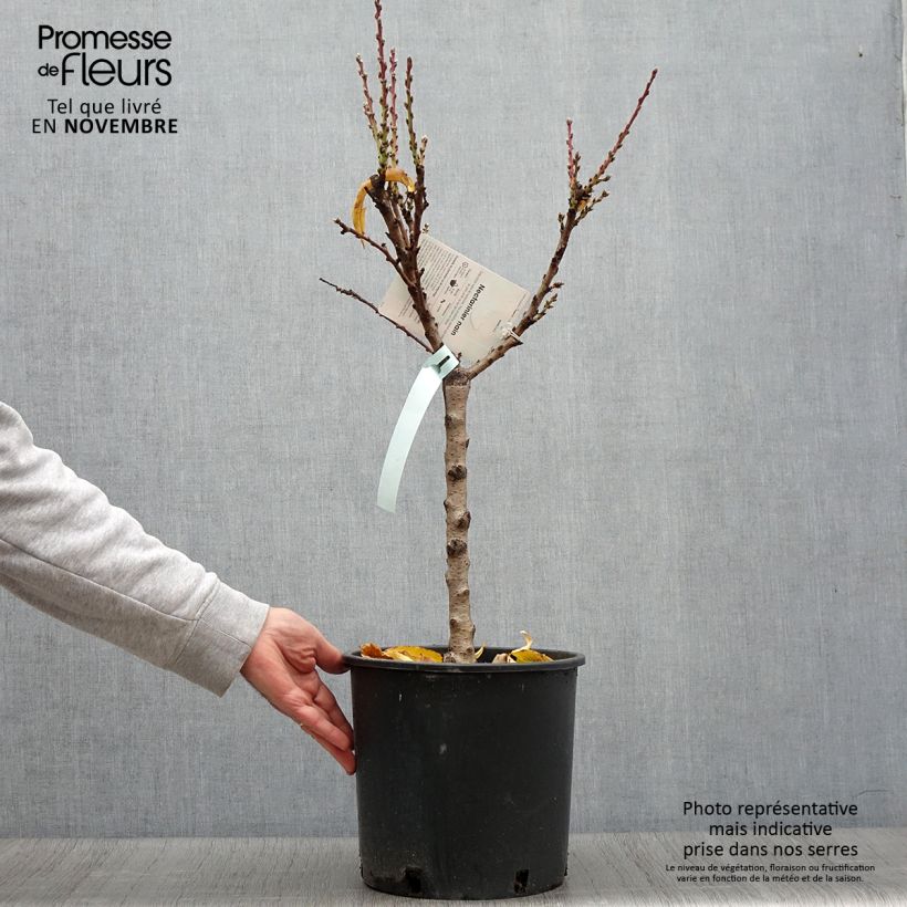 Ejemplar de Nectarina enana Rubis Necta Zee Maceta 7,5L/10L, Enano entregado en otoño