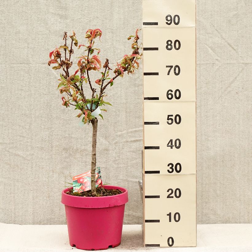 Nectarina enana Rubis Necta Zee Maceta 7,5L/10L, 1/4 tallo Ejemplar entregado en la primavera