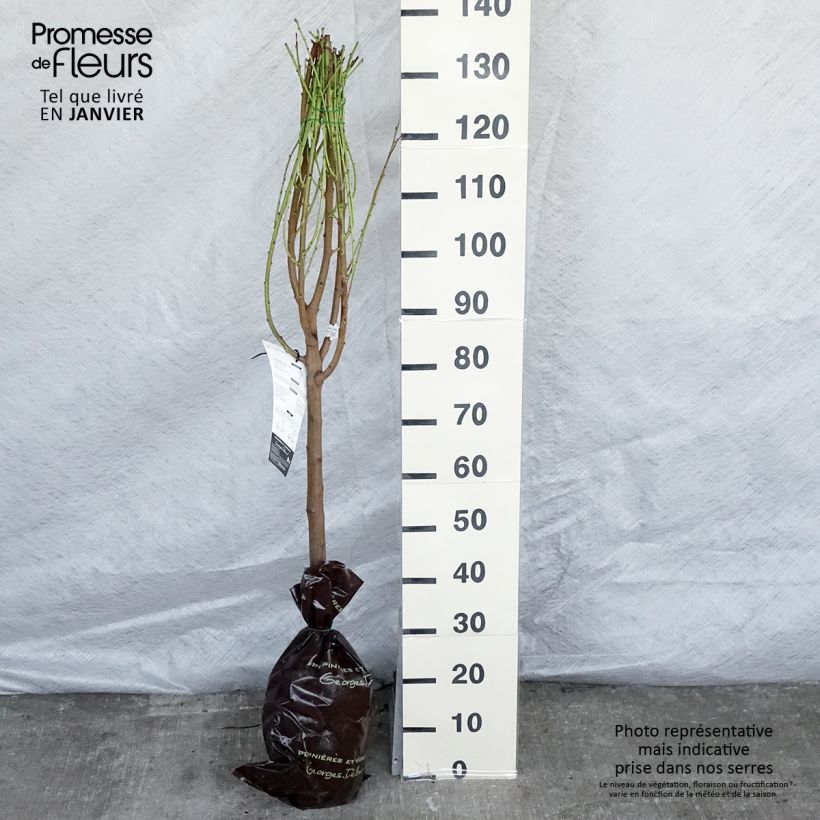 Nectarina Mesembrine Cepellón "listo para plantar", Copa Ejemplar entregado en invierno