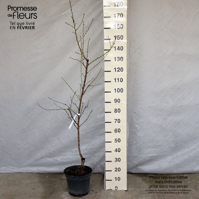 Nectarina Nectarose Maceta 7,5L/10L, Copa Ejemplar entregado en invierno
