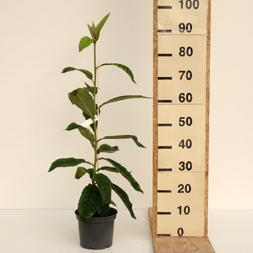 Níspero japonés - Eriobotrya japonica Maceta 3L/4L Ejemplar entregado en la primavera