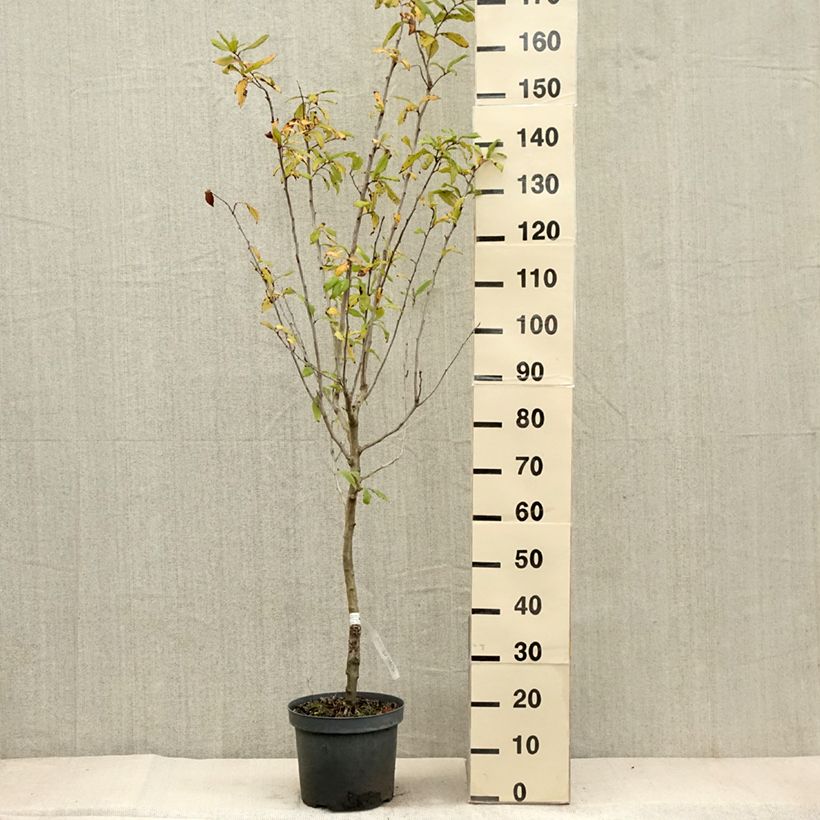 Ejemplar de Níspola - Mespilus germanica Maceta 4L/5L entregado en otoño