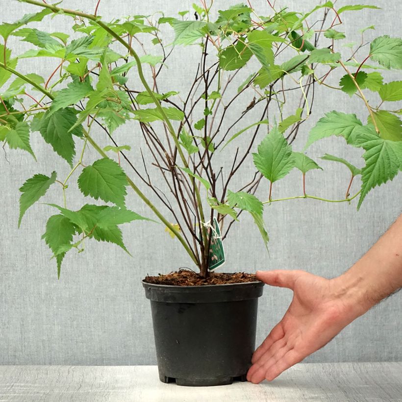 Ejemplar de Neillia affinis Maceta 2L/3L entregado en verano