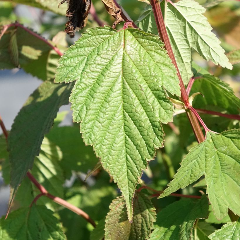 Neillia thibetica (Follaje)