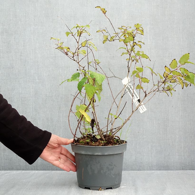 Ejemplar de Neillia thibetica Maceta 3L/4L entregado en otoño