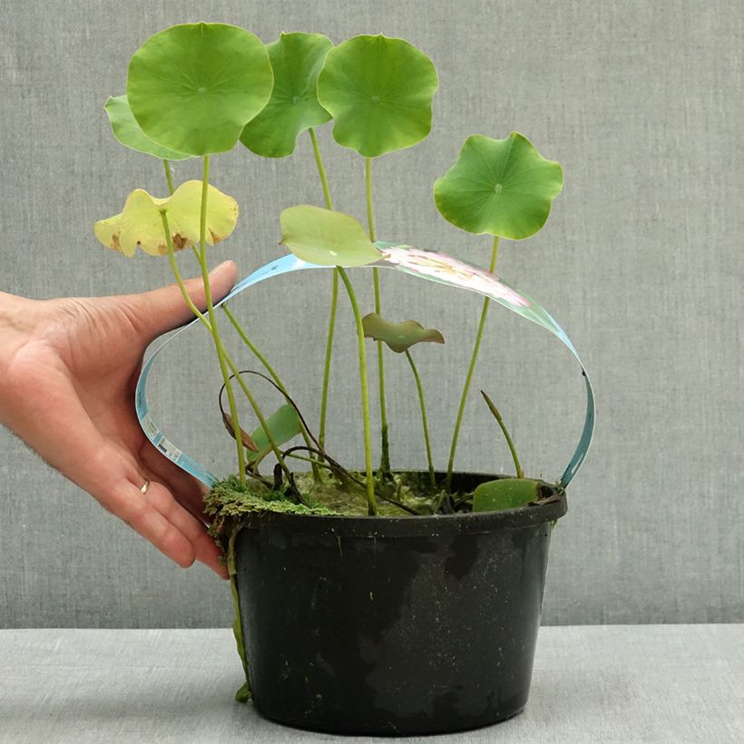 Ejemplar de Nelumbo nucifera rosa - Flor de loto rosa - maceta de 3L/4L entregado en verano