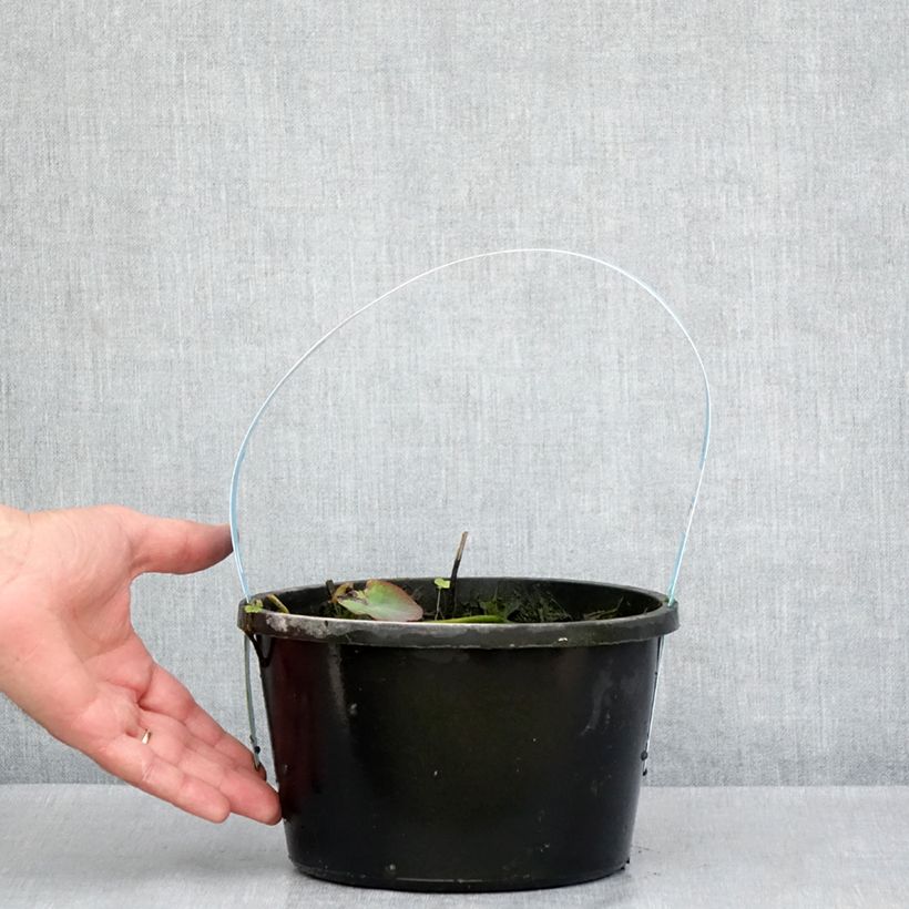 Nelumbo nucifera roja - Flor de loto Maceta 3L/4L Ejemplar entregado en la primavera