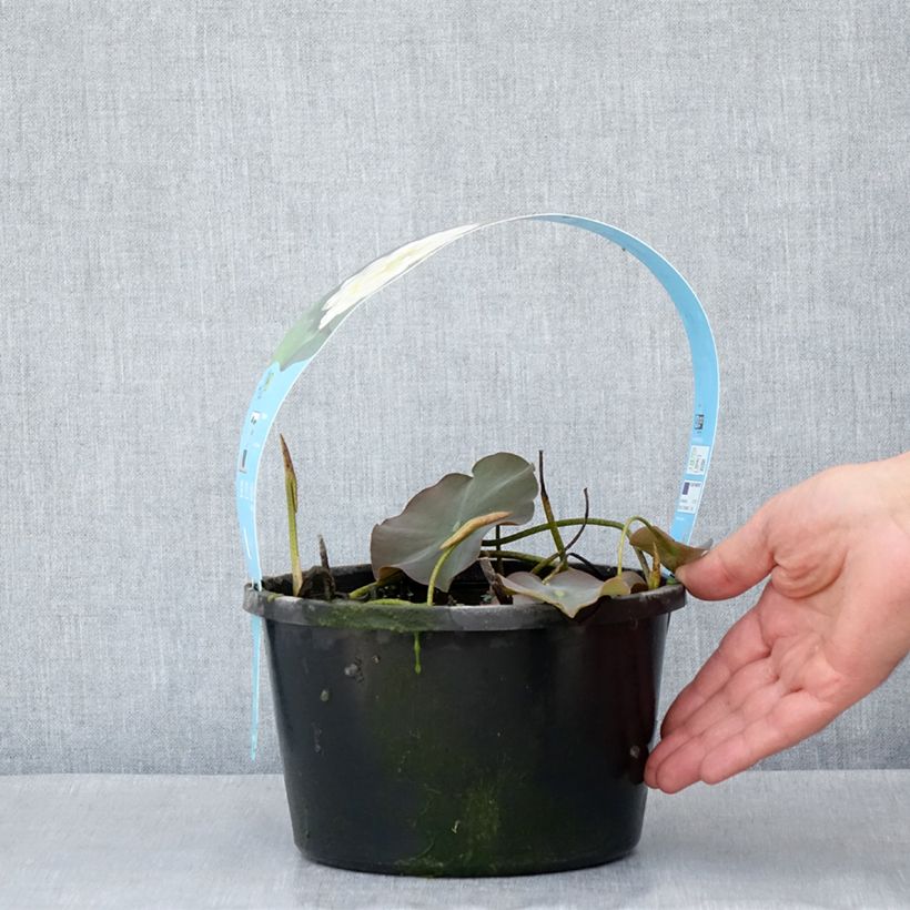 Nelumbo nucifera White - Flor de loto Maceta 3L/4L Ejemplar entregado en la primavera