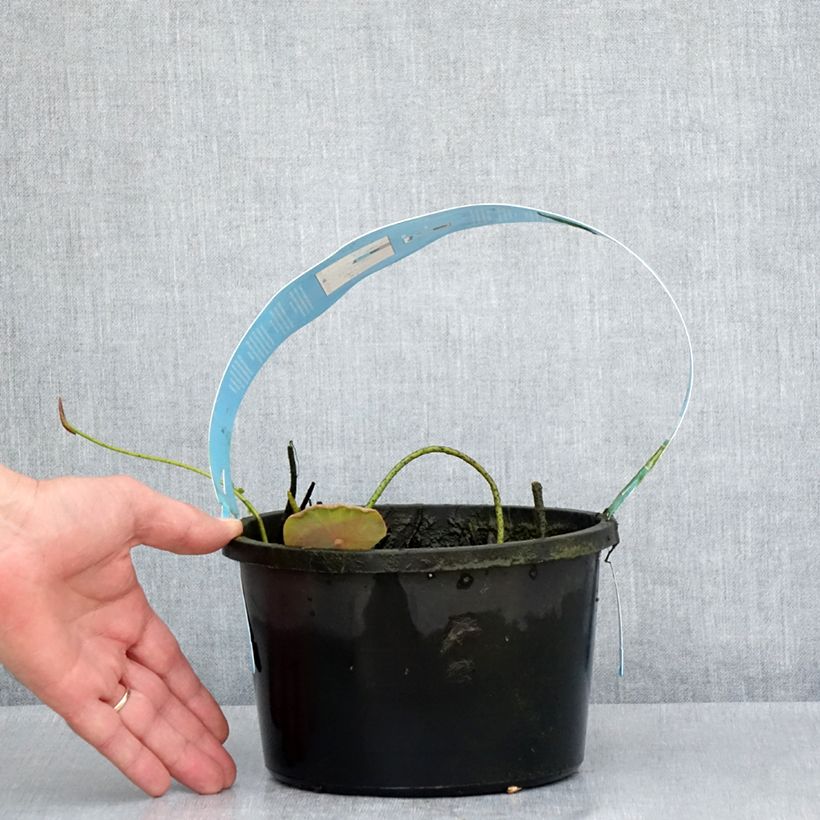 Nelumbo Pygmaea Cream - Flor de loto Maceta 3L/4L Ejemplar entregado en la primavera