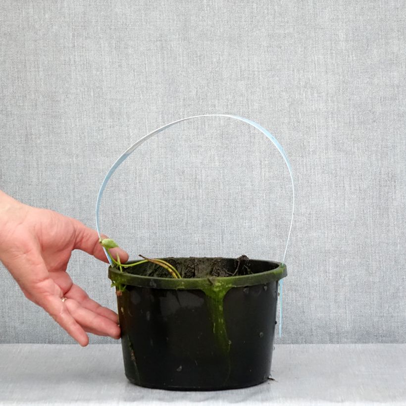 Nelumbo Pygmaea Pink - Flor de loto Maceta 3L/4L Ejemplar entregado en la primavera