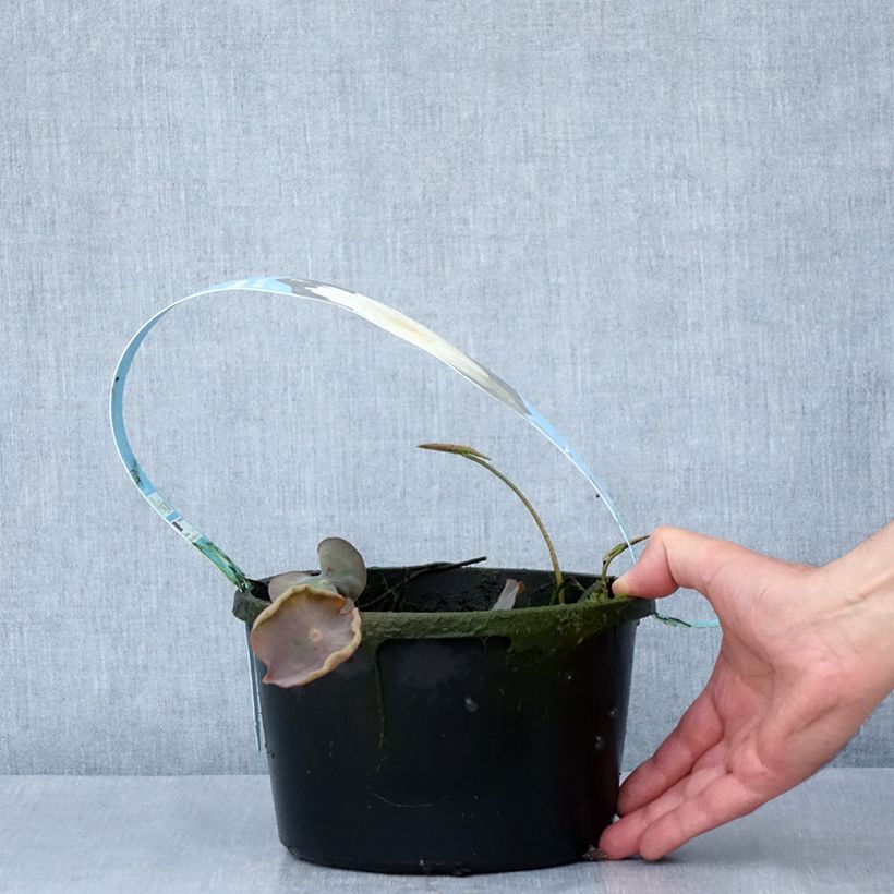 Nelumbo Pygmaea White - Flor de loto Maceta 3L/4L Ejemplar entregado en la primavera