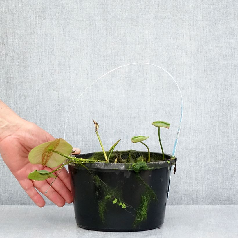 Nelumbo Pygmaea Yellow - Flor de loto Maceta 3L/4L Ejemplar entregado en la primavera