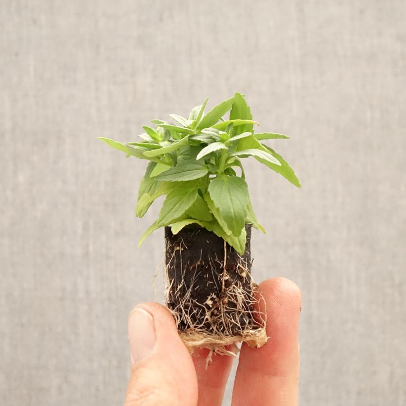 Nemesia strumosa Aroma Banana Split minicepellón: Ø 1,5/2,5 cm Ejemplar entregado en la primavera