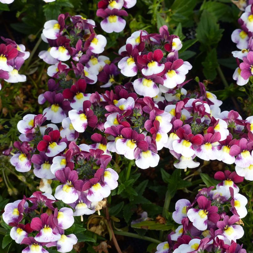 Nemesia Sunpeddle Painted Rose (Floración)