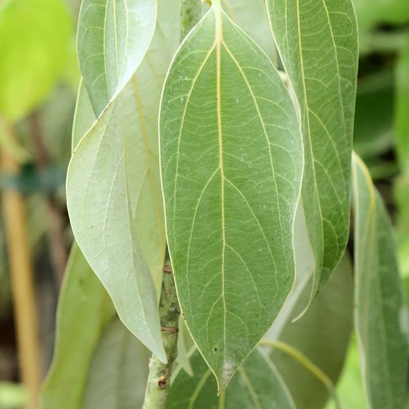 Neolitsea sericea (Follaje)