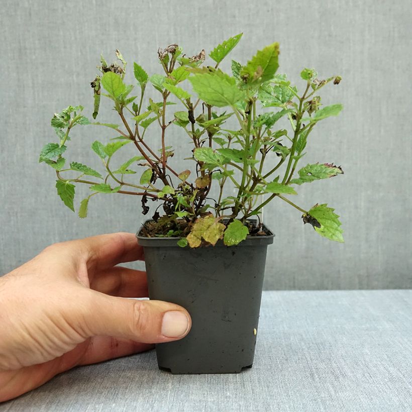Ejemplar de Nepeta Blue Dragon Maceta de 8/9 cm entregado en otoño
