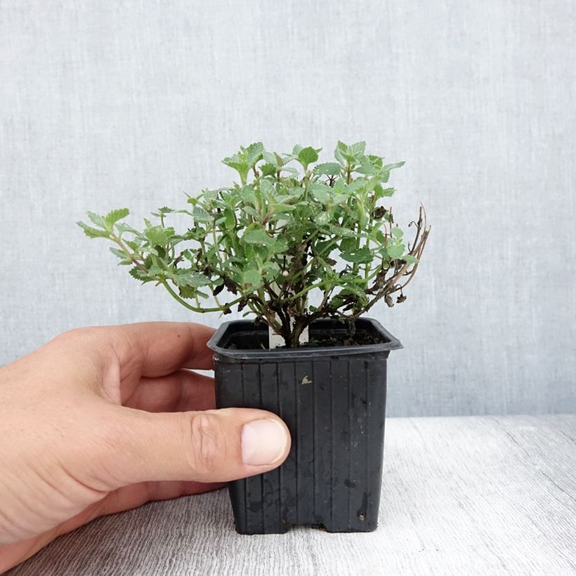 Ejemplar de Nepeta faassenii Cat's Meow Maceta de 8/9 cm entregado en verano
