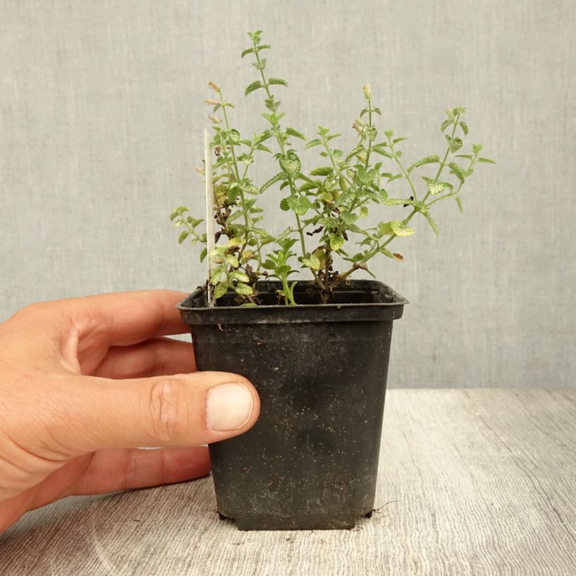 Ejemplar de Nepeta faassenii Cat's Pajamas Maceta de 8/9 cm entregado en verano
