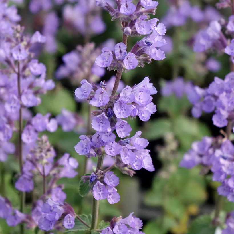 Nepeta faassenii Cat's Pajamas (Floración)