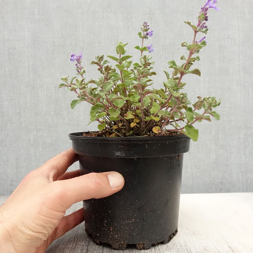 Nepeta faassenii - Hierba gatera Maceta 2L/3L Ejemplar entregado en la primavera