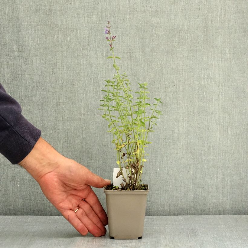 Ejemplar de Nepeta faassenii Six Hill s Giant Maceta de 8/9 cm entregado en verano