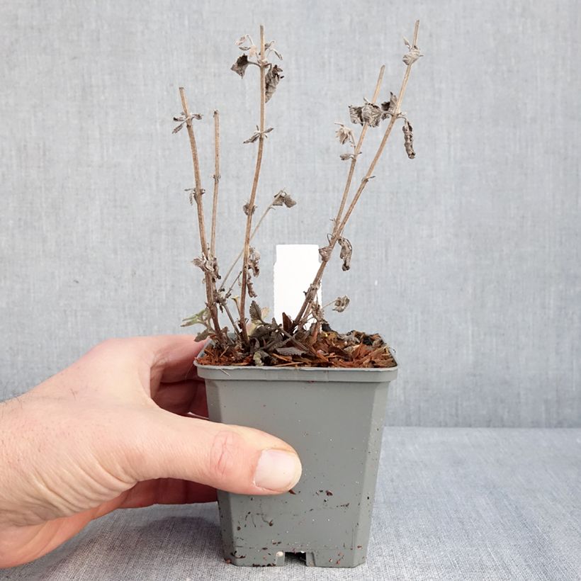 Nepeta faassenii Six Hill s Giant Maceta de 8/9 cm Ejemplar entregado en invierno