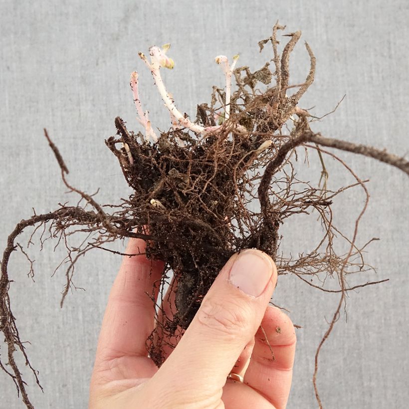 Nepeta faassenii Six Hill s Giant Raíces desnudas Ejemplar entregado en invierno