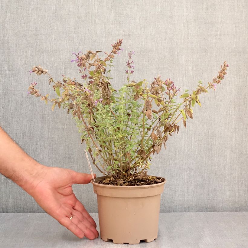 Ejemplar de Nepeta faassenii Walker's Low Maceta 2L/3L entregado en verano