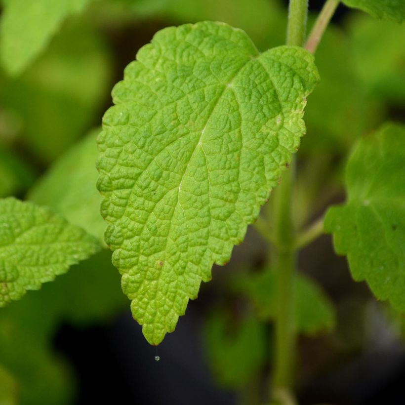 Nepeta govaniana (Follaje)