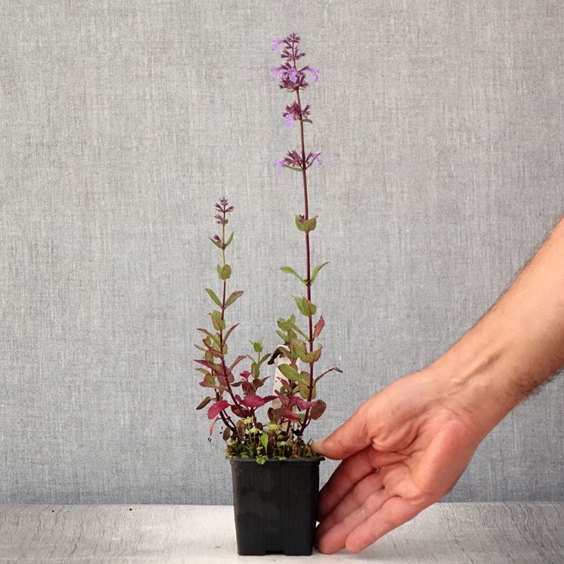 Ejemplar de Nepeta grandiflora Bramdean Maceta de 8/9 cm entregado en verano