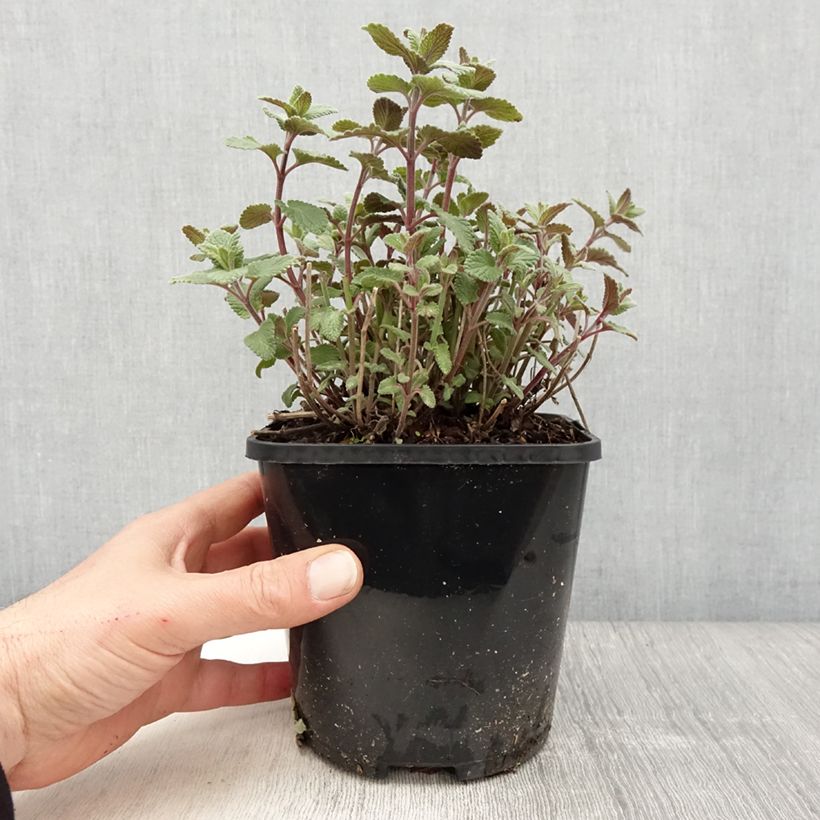 Nepeta grandiflora Summer Magic Maceta 2L/3L Ejemplar entregado en la primavera