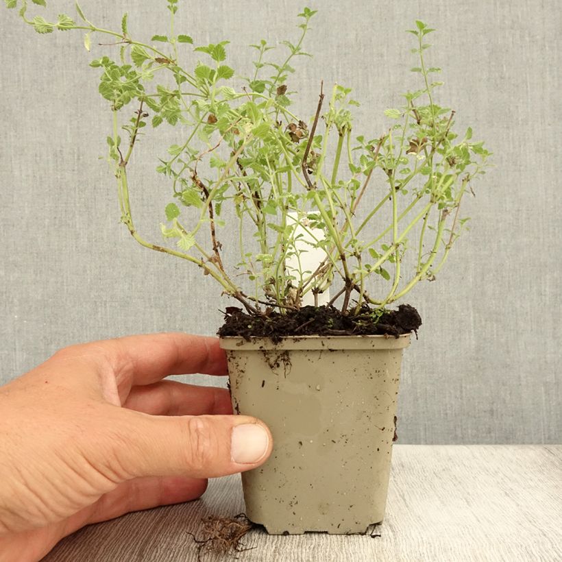 Ejemplar de Nepeta faassenii Kit Cat Maceta de 8/9 cm entregado en verano
