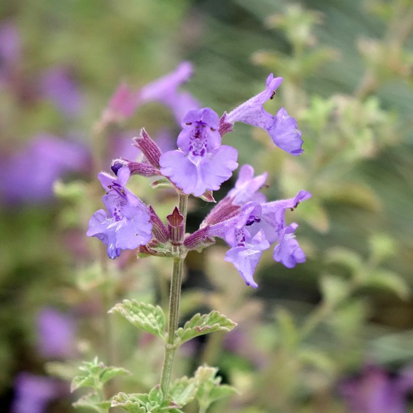 Nepeta faassenii Kit Cat (Floración)
