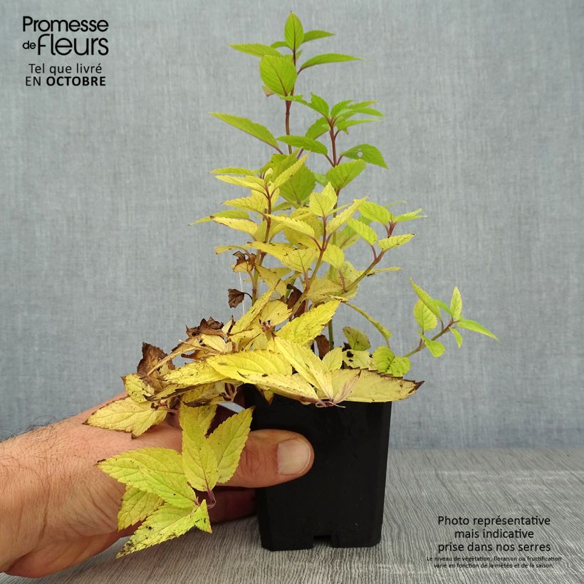 Ejemplar de Nepeta manchuriensis Manchu Blue Maceta de 8/9 cm entregado en otoño