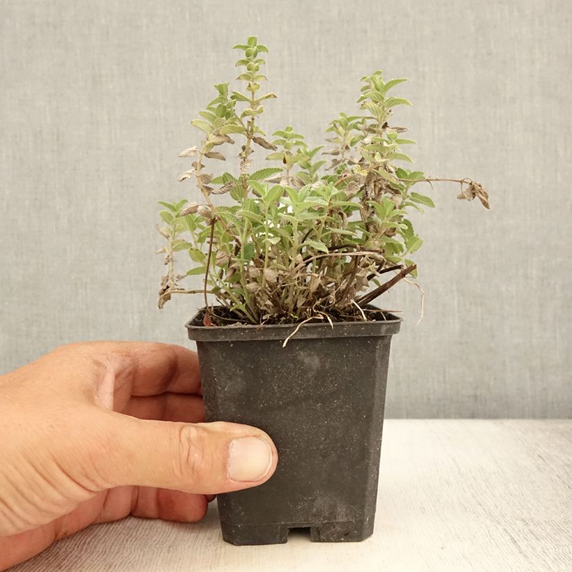 Ejemplar de Nepeta mussini Maceta de 8/9 cm entregado en verano