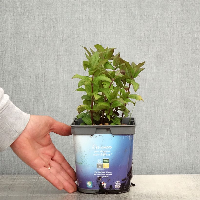 Nepeta nervosa - Menta de gato Maceta 2L/3L Ejemplar entregado en la primavera