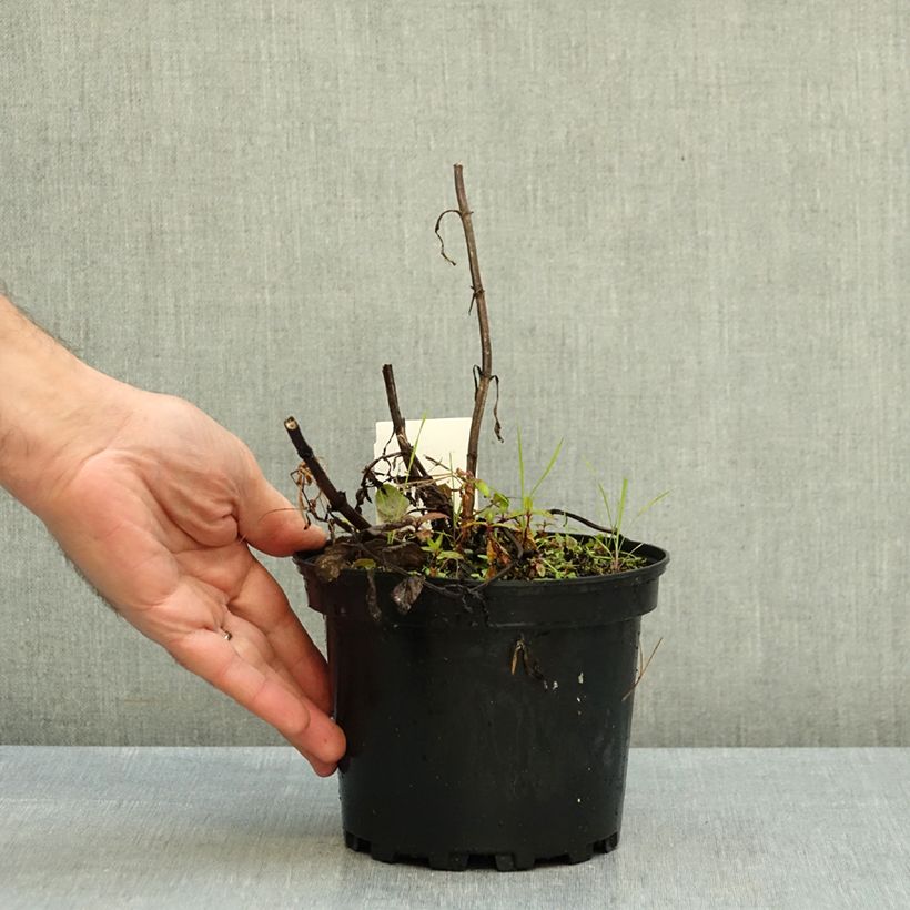 Ejemplar de Nepeta nervosa Neptune Maceta 1,5L/2L entregado en otoño