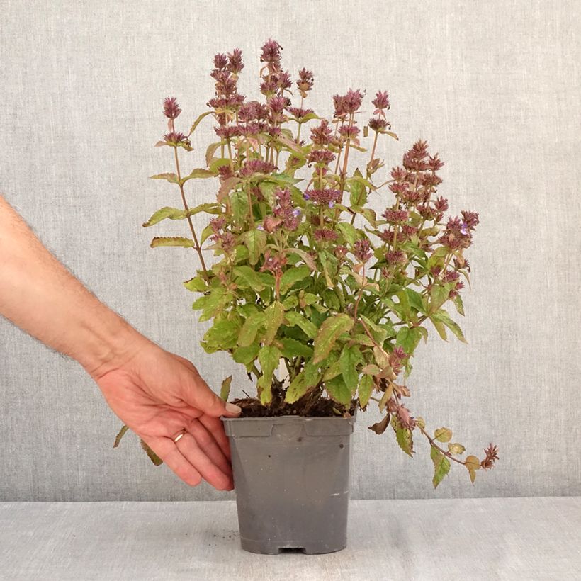 Ejemplar de Nepeta nervosa Neptune Maceta 1,5L/2L entregado en verano