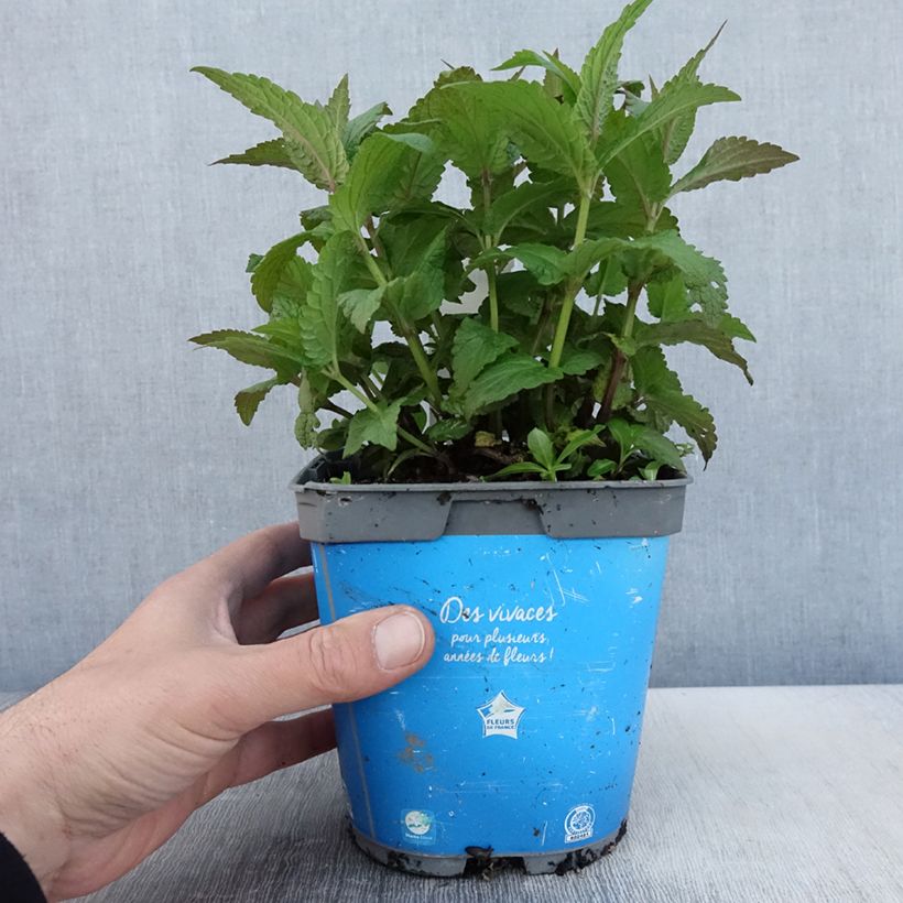 Nepeta nervosa Neptune Maceta 1,5L/2L Ejemplar entregado en la primavera