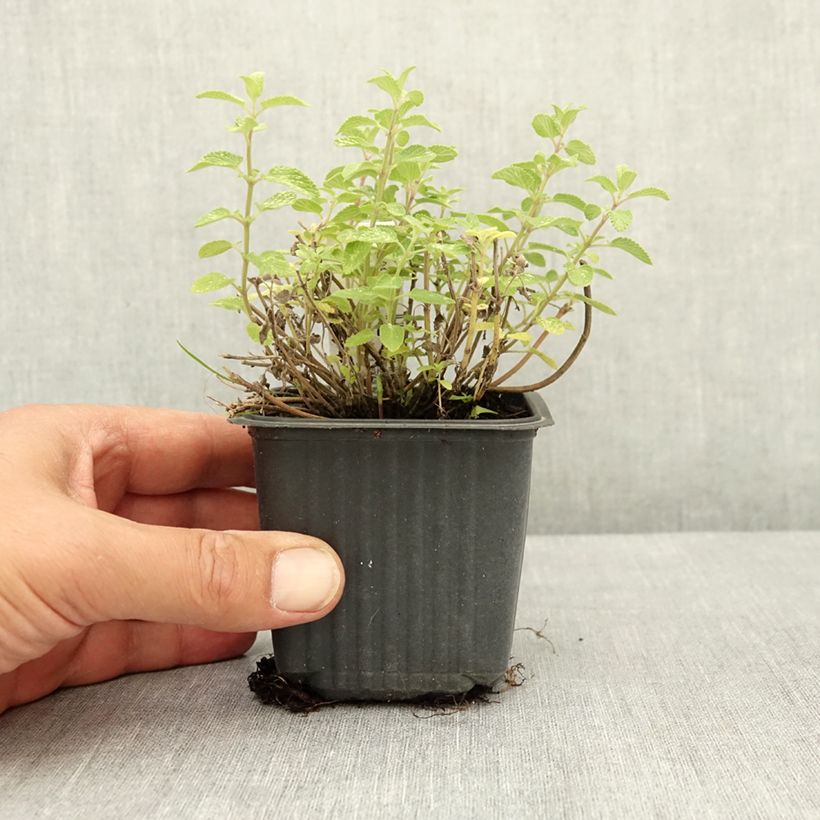 Ejemplar de Nepeta Nova Blue - Hierba gatera Maceta de 8/9 cm entregado en verano